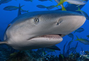 Reef Shark at El Dorado - up close - Bahamas by Steven Anderson 